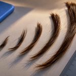 Hair strands arranged by measured length